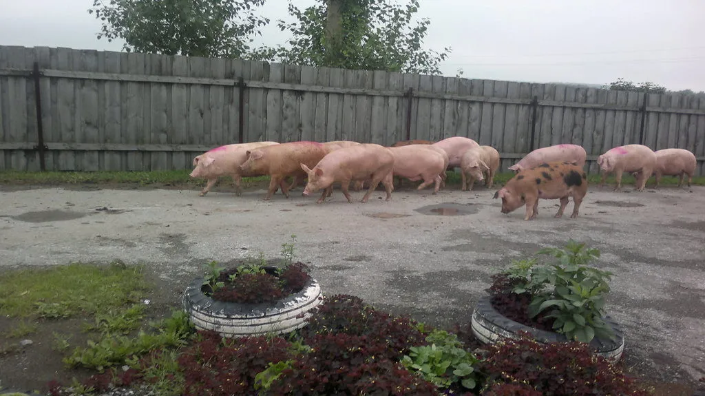 свиньи с откорма в Екатеринбурге
