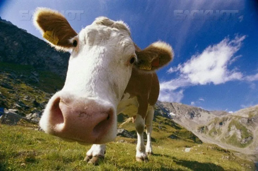 фотография продукта Коровы на убой