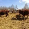 коровы и телята Герефордской породы в Магнитогорске 2