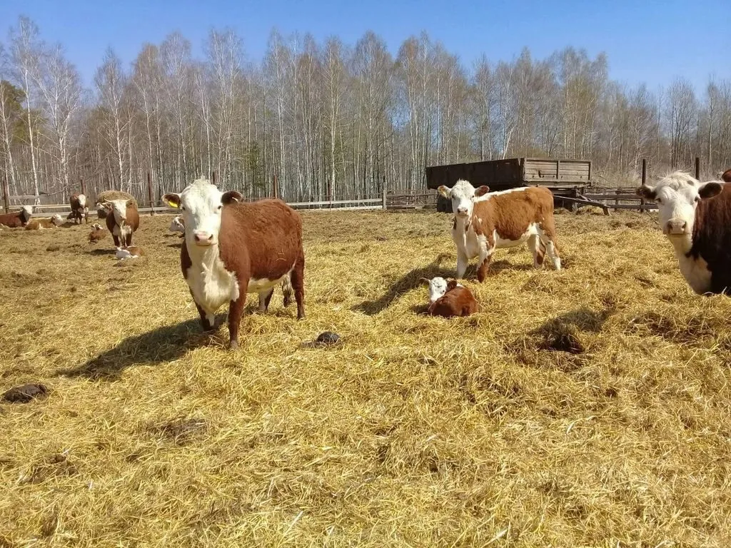 коровы и телята Герефордской породы в Магнитогорске