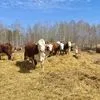 коровы и телята Герефордской породы в Магнитогорске 3