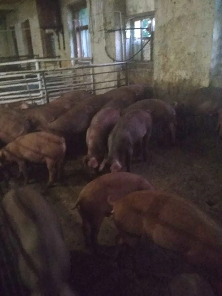 свинина живой вес в Алапаевске