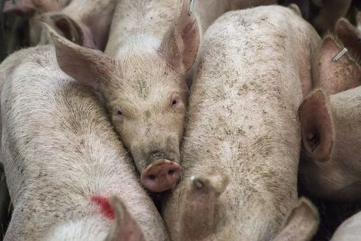 В ещё одном свердловском муниципалитете собираются ввести режим ЧС из-за африканской чумы свиней