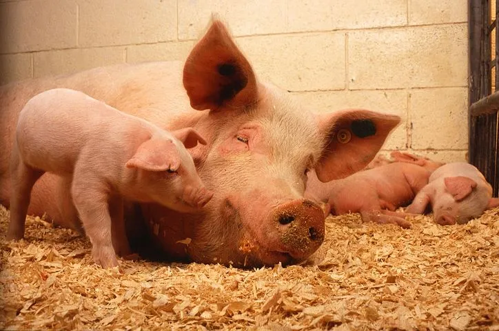 Свердловские власти скрывают масштаб распространения чумы свиней