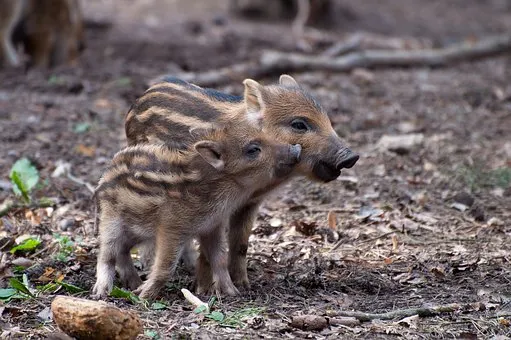Свердловский Россельхознадзор предложил сократить популяцию диких кабанов для борьбы с африканской чумой свиней