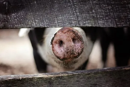 Свердловская область: в окрестностях Двуреченска изымают свиней  