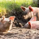 В Карпинске обнаружили новый очаг африканской чумы свиней