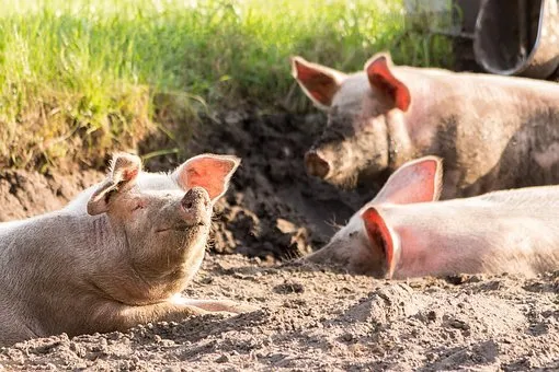 В Карпинске обнаружили новый очаг африканской чумы свиней