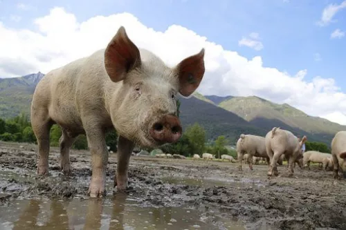 Власти Свердловской области постановили изъять свиней из муниципалитета, где выявили АЧС