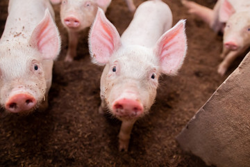Свердловская колония требует от правительства компенсацию за своих погибших свиней