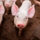 Свердловская колония требует от правительства компенсацию за своих погибших свиней
