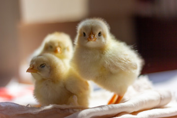 Свердловские птицефабрики отправили тысячи цыплят в Хабаровск