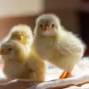 Свердловские птицефабрики отправили тысячи цыплят в Хабаровск