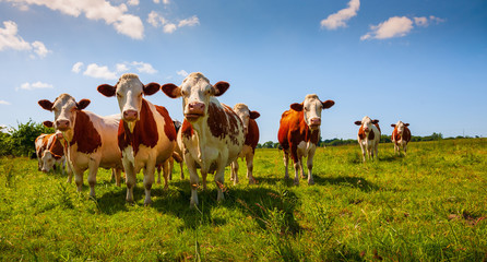 В Екатеринбург поступило 1000 доз генетического материала крупного рогатого скота