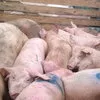 свиньи с откорма в Екатеринбурге 4