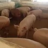свиньи с откорма в Екатеринбурге 3