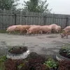 свиньи с откорма в Екатеринбурге