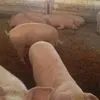 свиньи с откорма в Екатеринбурге 5