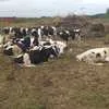 бычки Черно-пестрые 150...кг в Магнитогорске