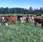 бычки, телки, нетели, коровы Герефорд в Алапаевске